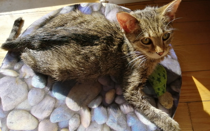 Zbiórka Ratujemy Kamatoriego i Sol - zdjęcie główne