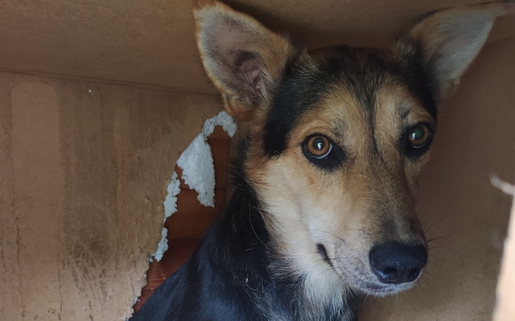 Zbiórka Lepsze jutro psiaków - zdjęcie główne