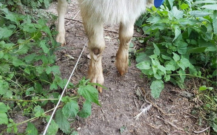 Zbiórka Kozioł z wrośnietym powrozem - zdjęcie główne