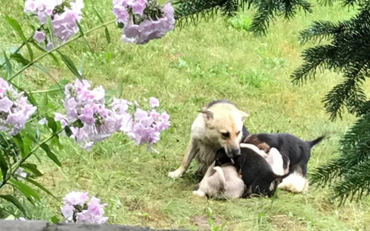 Zbiórka Sterylizacja Suni Przybłędy - zdjęcie główne