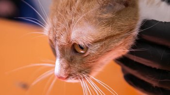 Zbiórka Stan krytyczny Ginger - miniaturka zdjęcia