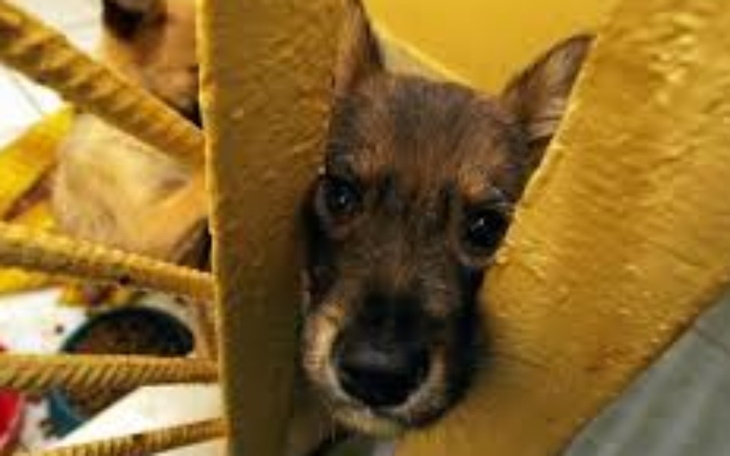 Zbiórka Na pieski ze schroniska Torun - zdjęcie główne