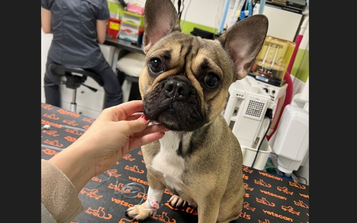 Zbiórka Pomóż Pajdzie pokonać chłoniaka - zdjęcie główne