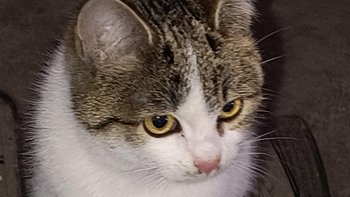 Zbiórka Kastracja kotów z Podlasia - miniaturka zdjęcia