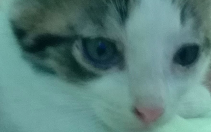 Zbiórka na jedzenie i szczepienie kota - zdjęcie główne