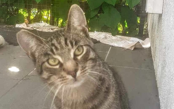 Zbiórka Niebieska Sfora - sierpień - zdjęcie główne