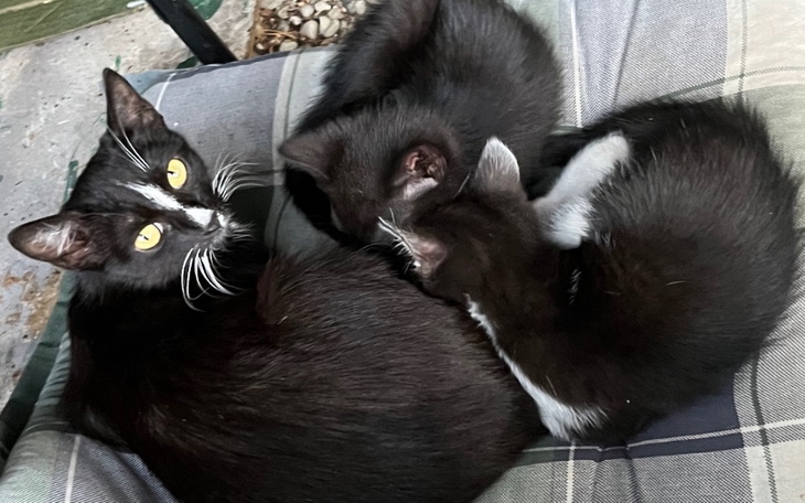 Trzy koty odpoczywają razem na poduszce.