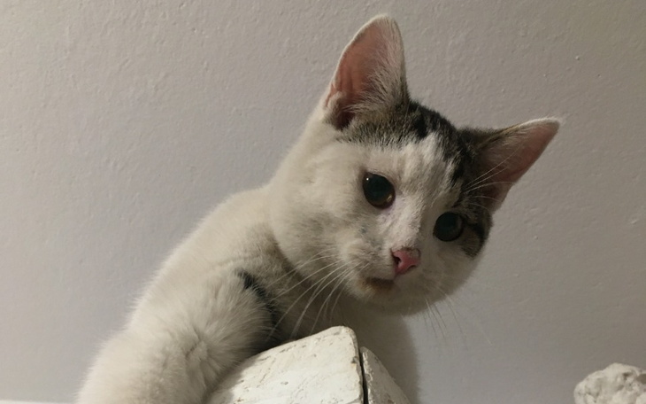 Zbiórka na operację miednicy kota - zdjęcie główne