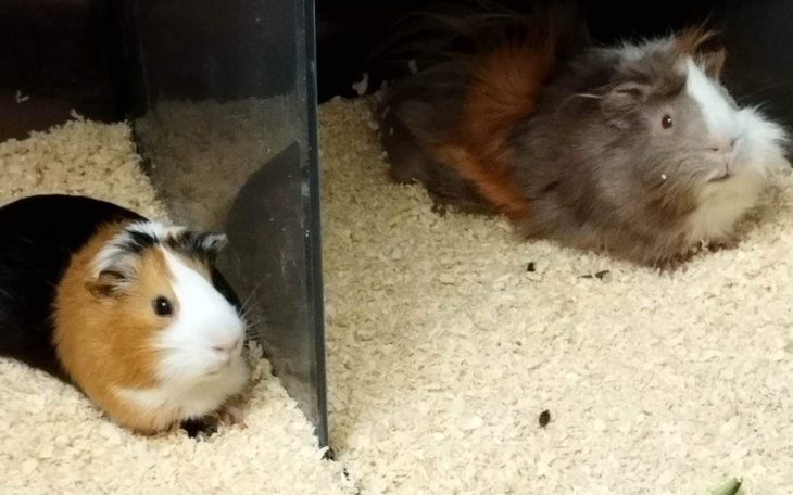 Zbiórka Na wakacje za granicą... - zdjęcie główne