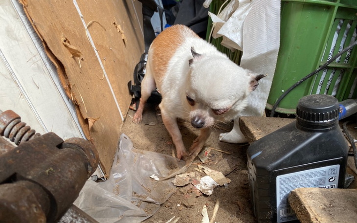 Zbiórka trzy psie biedy z pseudo - zdjęcie główne