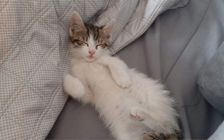 Zbiórka Na zabieg amputacji ogonka... - zdjęcie główne