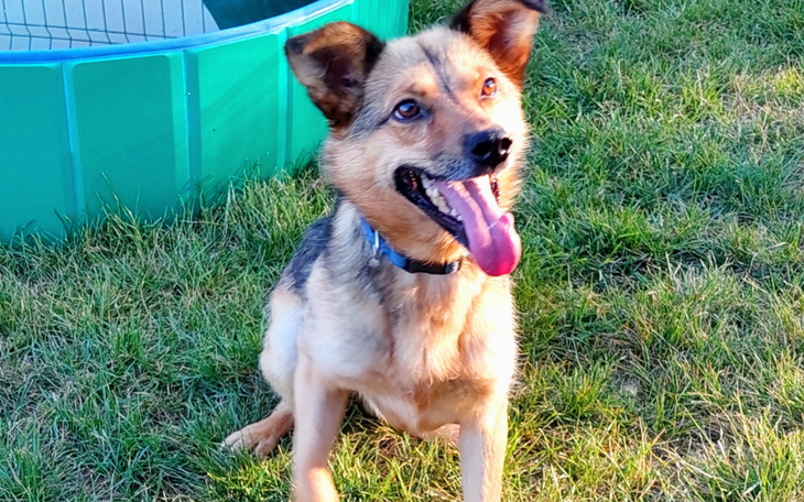 Zbiórka Pomoc dla Pikachu - zdjęcie główne