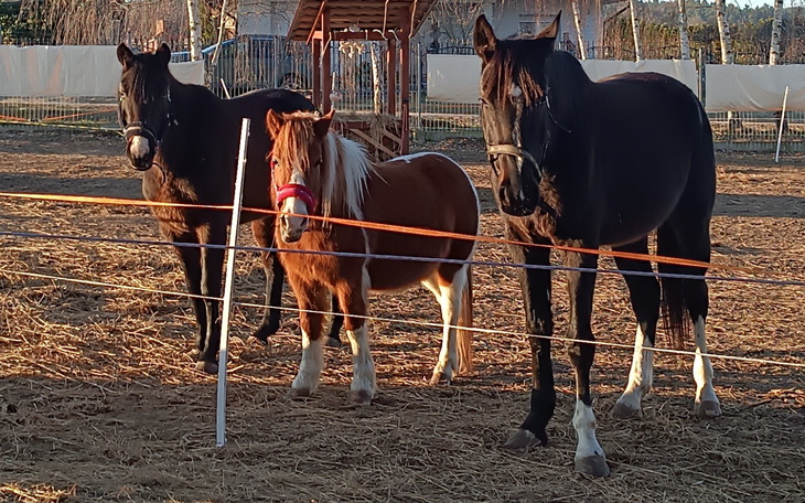 Trzy konie na pastwisku, w tym mały kucyk.