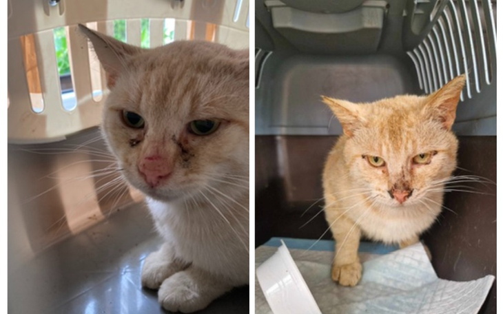 Dwa koty w transporterze, jeden z ranami na pyszczku.