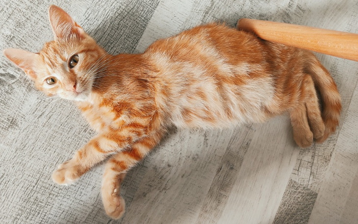 Zbiórka Leo kontra śmiertelna choroba - zdjęcie główne