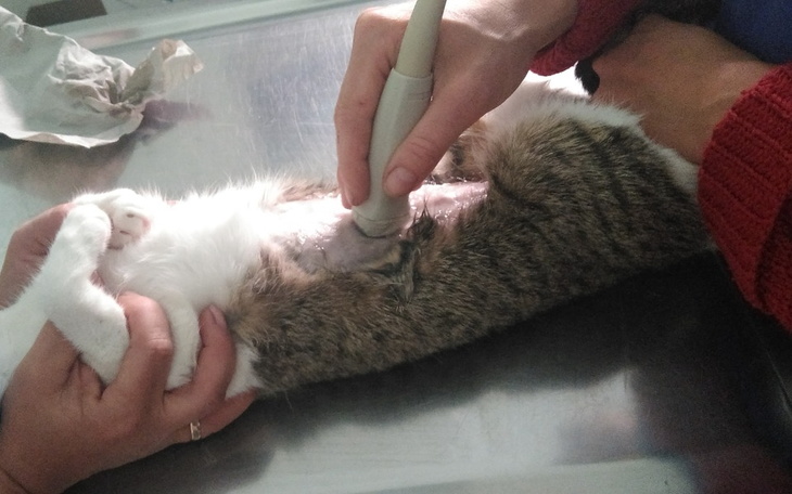 Zbiórka Oktawia chce żyć - zdjęcie główne