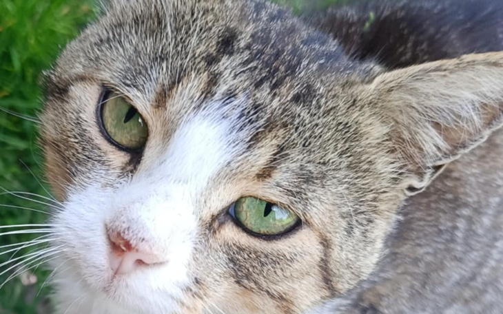 Kot o zielonych oczach w zbliżeniu na tle trawy.