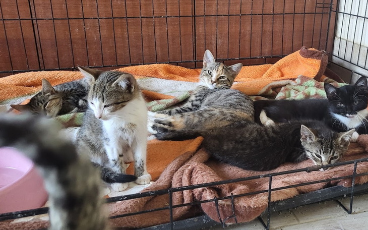 Grupa kociąt odpoczywających na kocach w klatce.