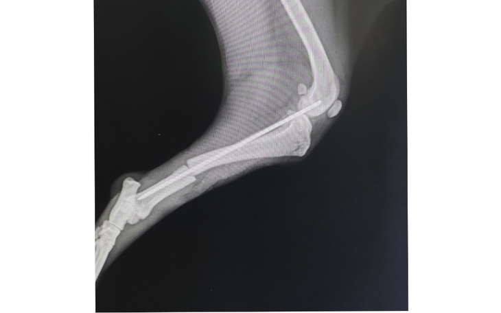 Zbiórka Bąbel szczeniak po wypadku - zdjęcie główne