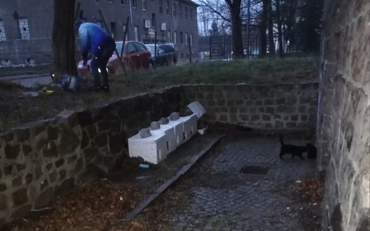 Zbiórka Dokarmianie dzikich kotów. - zdjęcie główne