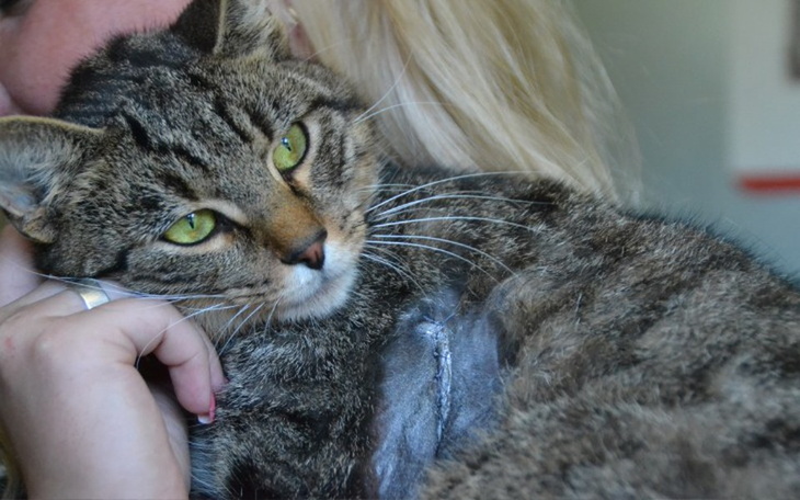 Zbiórka Umierał z wrośniętą obrożą... - zdjęcie główne