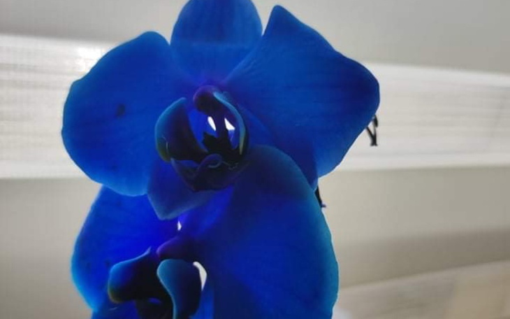 Zbiórka rolki figurowe 1300zl - zdjęcie główne