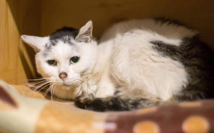 Zbiórka Napełnijmy kotkom michę na zimę - zdjęcie główne