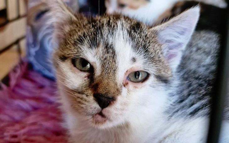 Zbiórka Jesienne kotki - zdjęcie główne