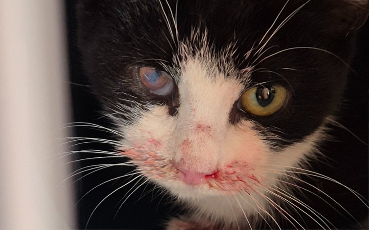 Kot z uszkodzoną twarzą, potrzebujący opieki.