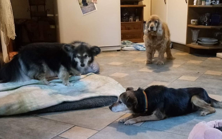 Zbiórka PSY IWONY samochód - zdjęcie główne