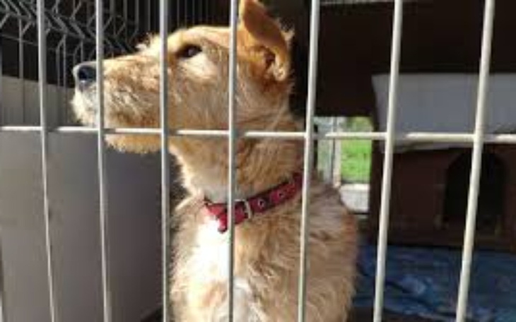 Zbiórka Schronisko Zwierząt NowySącz - zdjęcie główne