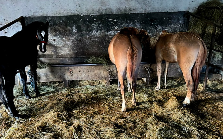 Dwa konie w stajni, jedzące z żłobu.