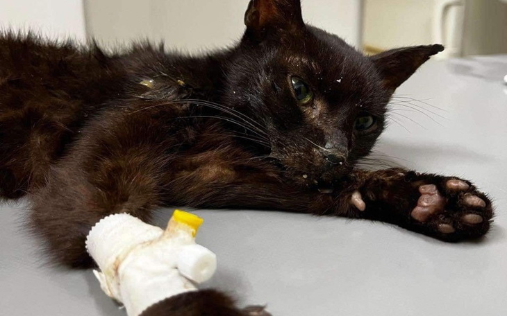 Chory czarny kot z opatrunkiem na łapie, leżący na stole.