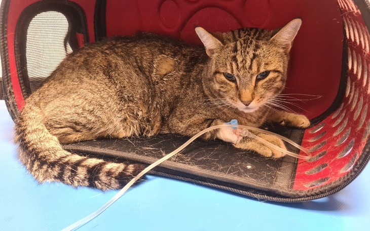 Zbiórka Pomóż Karolkowi zwyciężyć fCov - zdjęcie główne