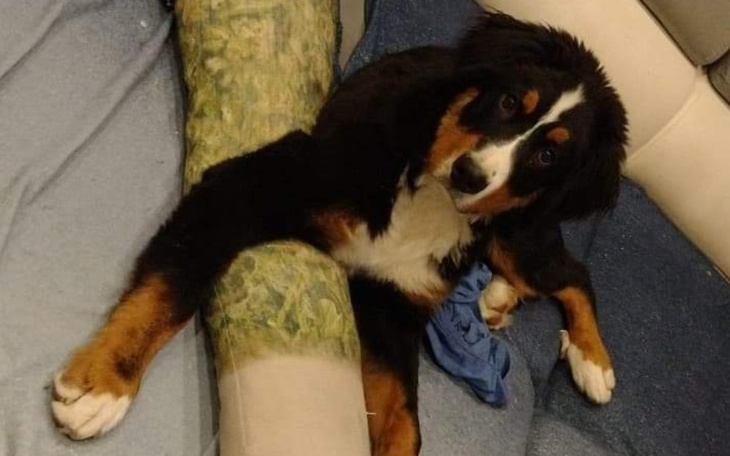 Zbiórka Chester i dysplazja - zdjęcie główne