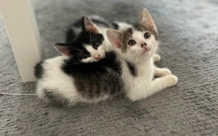 Dwa małe kociaki leżą obok siebie, wyglądają na zrelaksowane.