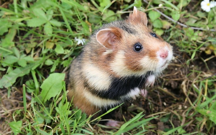 Zbiórka Zmieram na chomika - zdjęcie główne