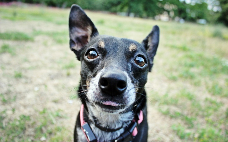 Zbiórka Pomóż Misti stanąć na łapy - zdjęcie główne