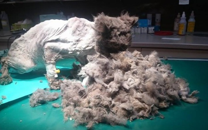 Kot z dużą ilością sierści do strzyżenia.