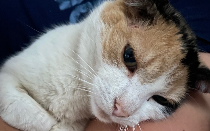 Zbiórka Diagnozę i leczenie kotki - zdjęcie główne