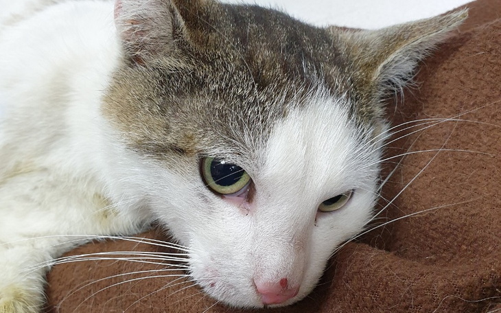 Zbiórka Bzik - zbiera na operację - zdjęcie główne