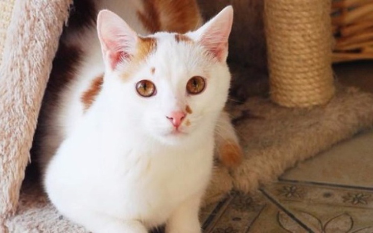 Mały biały kot z rudymi plamkami, siedzący w kocie.