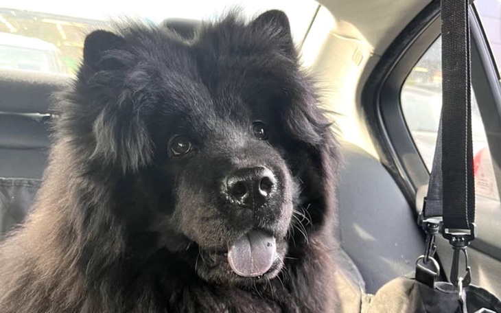 Czarny pies chow chow w samochodzie, z uśmiechem na twarzy.