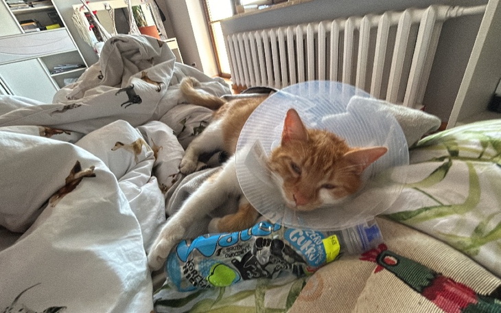 Zbiórka Leczenie cierpiacego kota - zdjęcie główne