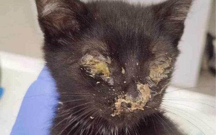 Zbiórka Zbiórka na leki dla zwierząt - zdjęcie główne