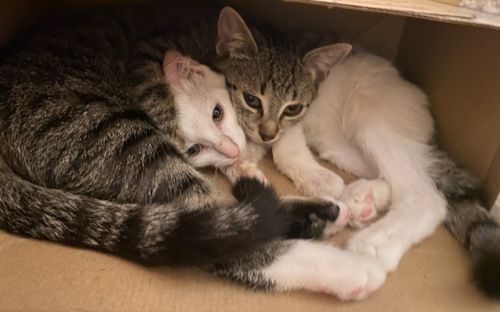 Zbiórka FIP u Tashi i Nimy -Ratunek - zdjęcie główne