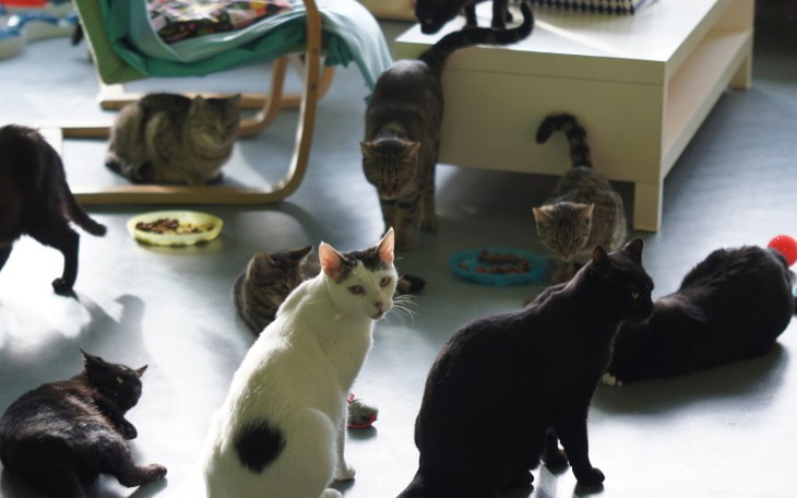 Zbiórka Mruczarnia - listopad - zdjęcie główne