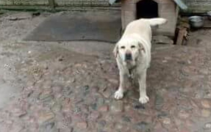 Zbiórka Sterylka - zdjęcie główne