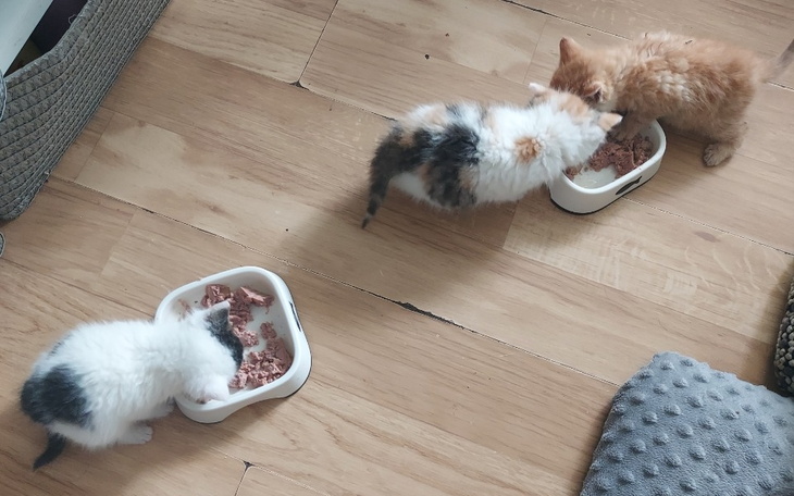 Zbiórka Na karmę i żwirek dla tymczsów - zdjęcie główne