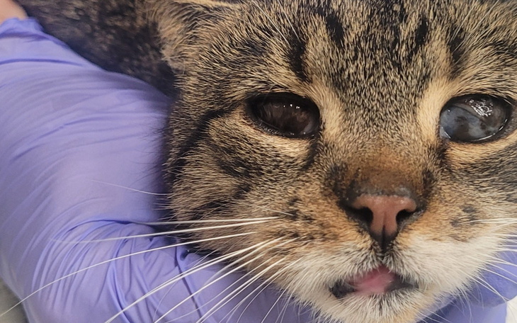 Zbliżenie na kota trzymanego w rękach, z wyrazem twarzy.